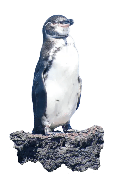 Galapagos penguin in a rock