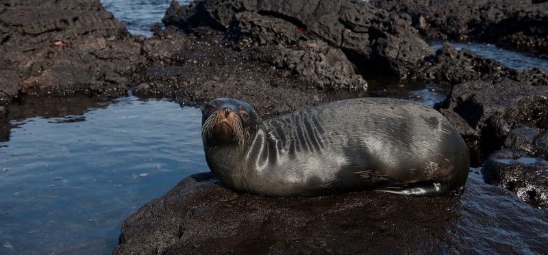 20160614_Galapagos_Fur_Seal_105
