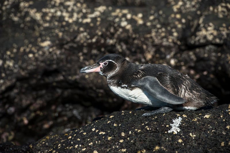 20160614_Galapagos_Penguin_777