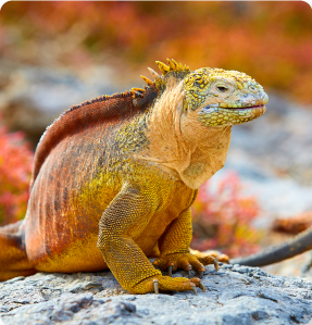 Galapagos Land Iguala in a North & West expedition