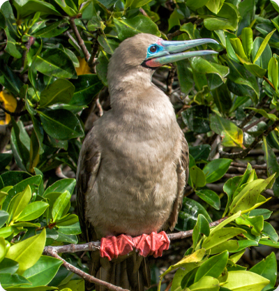 red footed booy in a North expedition GO Galapagos