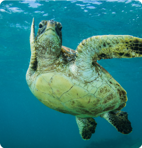 Galapagos Marine turtle in the Galapagos Islands
