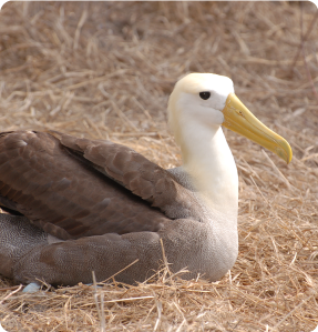 Albatross in a east expedition