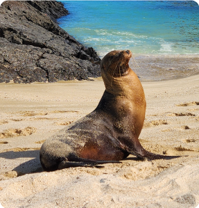Sea lion in a west & east expedition