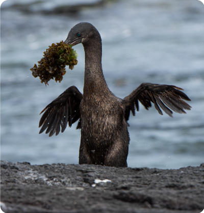 Flightless Cormorant in the Galapagos Island