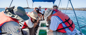 Islands Activities: Travelers looking through the glass bottom of the boat