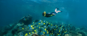Snorkeling - Galapagos Island Activities: Go Galapagos