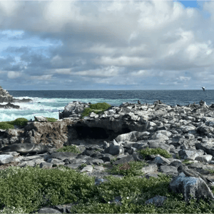 South Expeditions (D) Coral Yachts: Punta Suarez