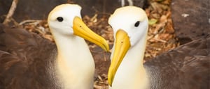 Waved Albatross- Galapagos Animals