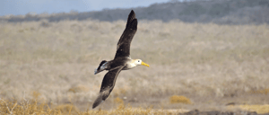 Waved Albatross- Galapagos Animals