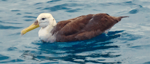 Waved Albatross- Galapagos Animals