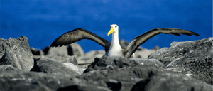 Waved Albatross- Galapagos Animals