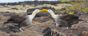 Wave Albatross- Galapagos Animals