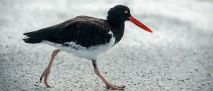 American Oystercatcher-Go Galapagos