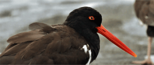 American Oystercatcher-Go Galapagos