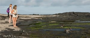American Oystercatcher- Girls watching the American oystercatcher bird