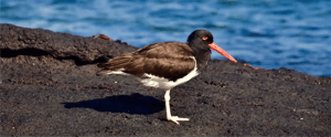 American Oystercatcher-Galpagos Animals