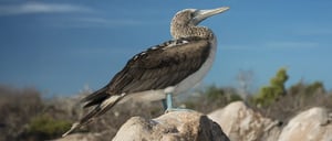 Blue-Footed Booby- Galapagos Animals