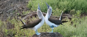 Blue-Footed Boobies dancing together- Galapagos Animals