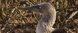 Blue-Footed Booby- Go Galapagos