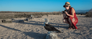 Blue Footed Booby at the Galapagos Islands