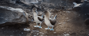Blue-Footed Booby at the Galapagos Islands