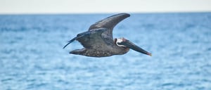 Galapagos animals-Galapagos Brown Pelican flying
