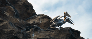Galapagos Brown Pelican at the Galapagos Islands