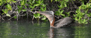 Galapagos Brown Pelican swimming at the Galapagos Islands