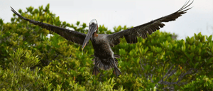 Sea birds- Galapagaos Brown Pelican