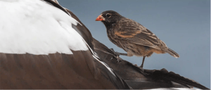 Vampire Grpund Finch at the Galapagos Island