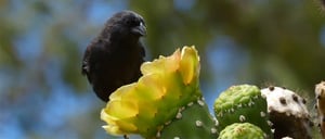 Galapagos animals-Darwin Finch