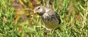 Galapagos Animals-Darwin Finch