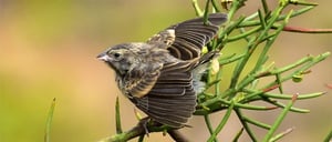 Darwin Finch at the Galapagos Animals
