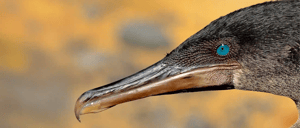 Flightless Cormorant at Galapagos Island