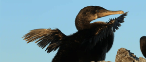 Flightless Cormorant-Galapagos animals