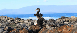Flightless Cormorant at Galapagos Island