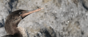 Flightless Cormorant: Go Galapagos