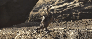 Flightless Cormorant- Go Galapagos