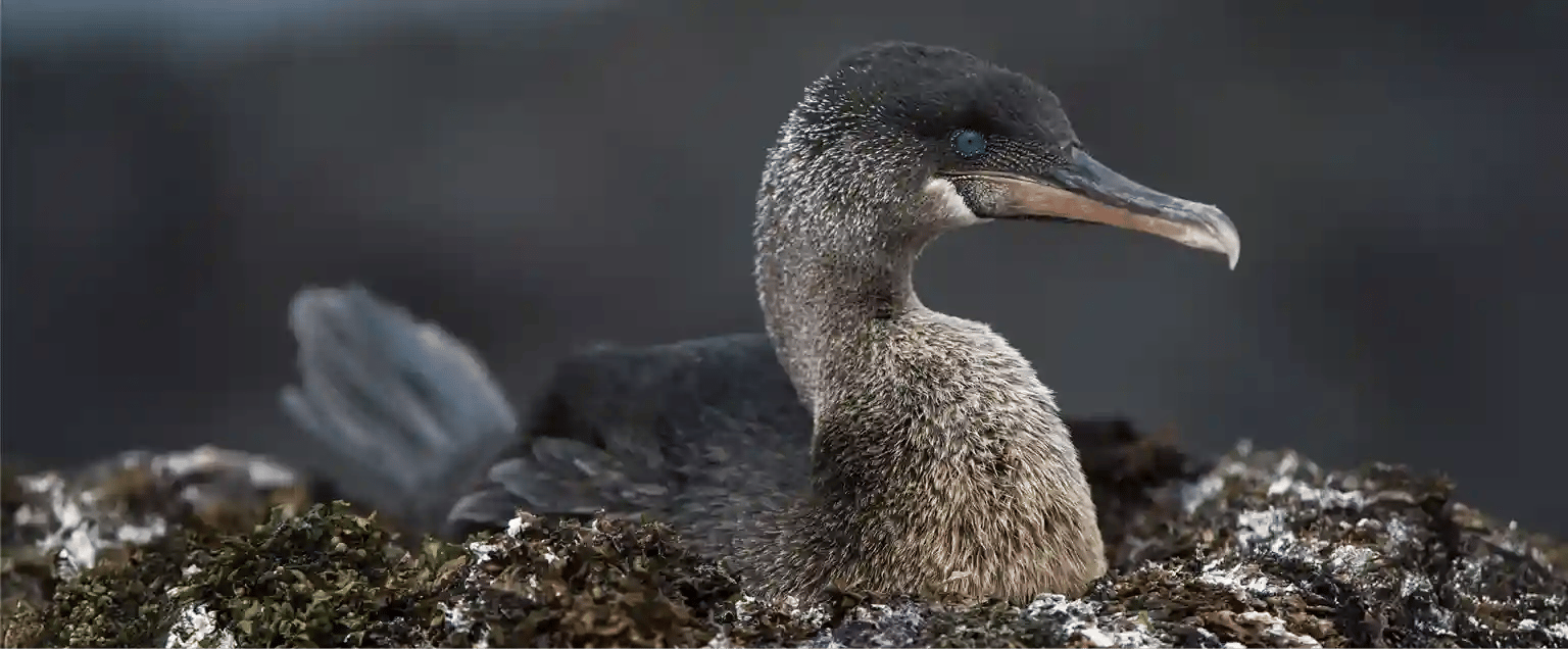 hero banner flightless cormorant