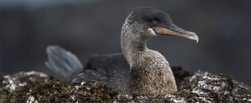 hero banner flightless cormorant_14_11zon