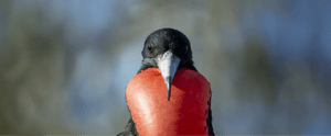 Galapagos Animals: Frigatebird in the Galapagos Islands