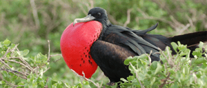 Frigate birs at the Galapagos Islands