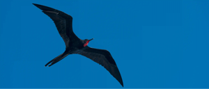 Galapagos Animals- Frigatebird flying