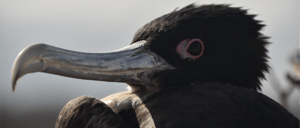 Seabirds-Galapagos animals: Frigatebird