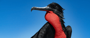 Seabirds-Frigatebird at the galapagos Islands