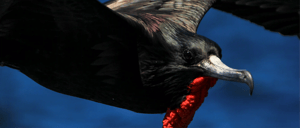 Galapagos Animals- Frigatebird
