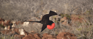 Galapagos Animals: Frigatebird flying at the Galapagos Islands