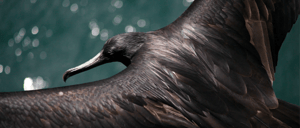 Galapagos animals-seabirds-Frigatebird