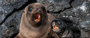 Galapagos Animals: A fur seal with its pup